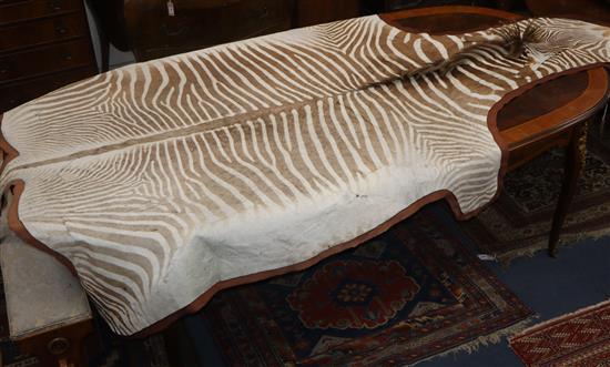 A large zebra skin rug, baize backed L. approx. 320cm